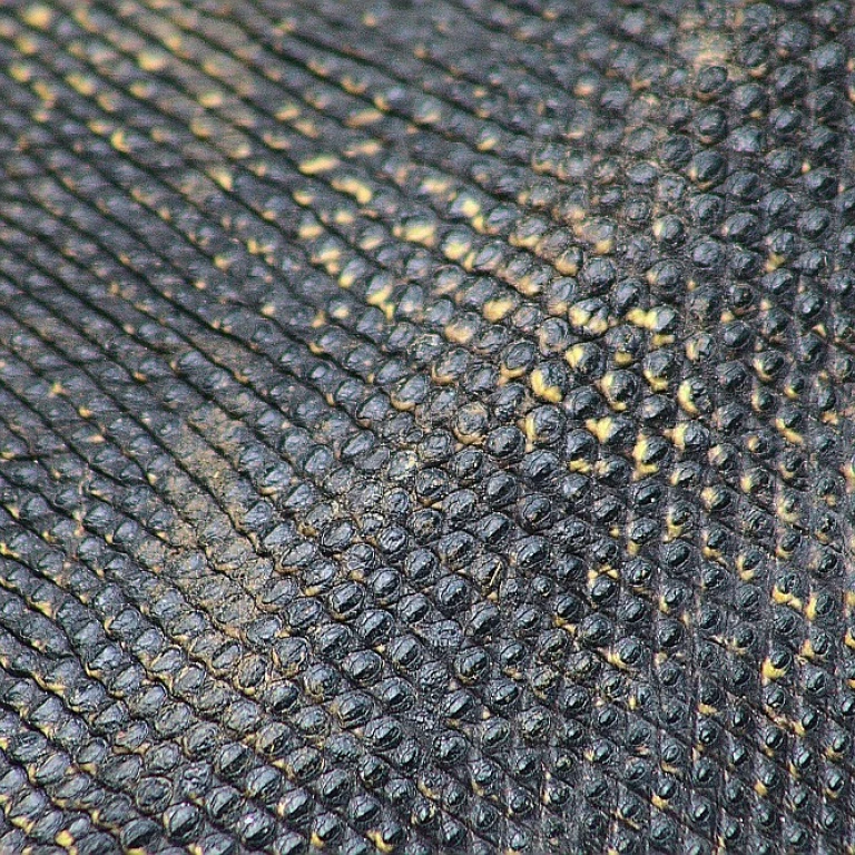 Le sarouel à motif léopard : une pièce audacieuse à adopter