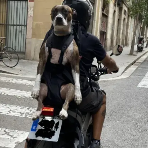 Test DogCarrier XXL SLIM T4 : le sac à dos pour gros chien qui fait (presque) tout